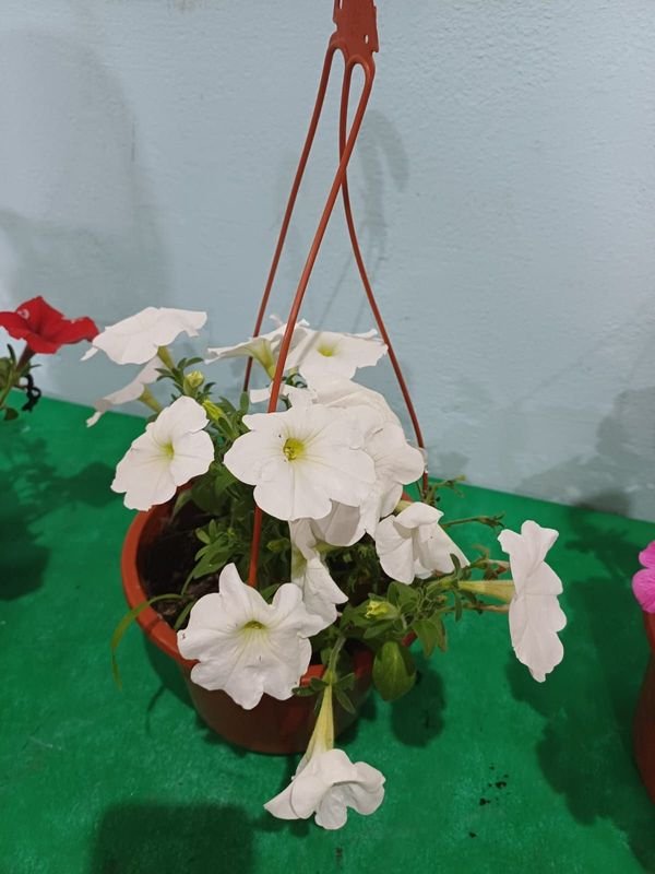 Item 848678 - Image 3