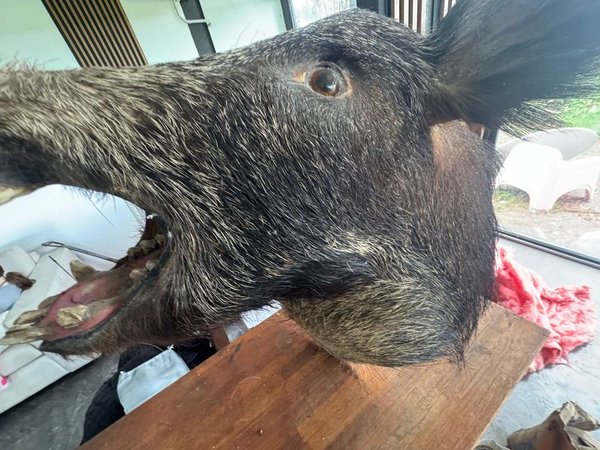Cabeza de Jabalí Embalsamada Grande Real con Colgante - imagen 1