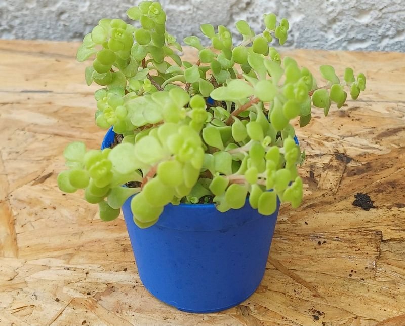 Item 929727 - Image 2