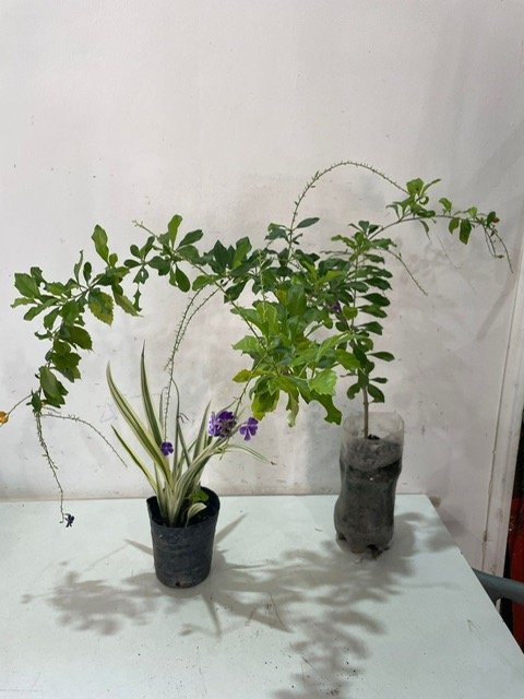 Lote siguiente: 2 Plantas con Contenedores