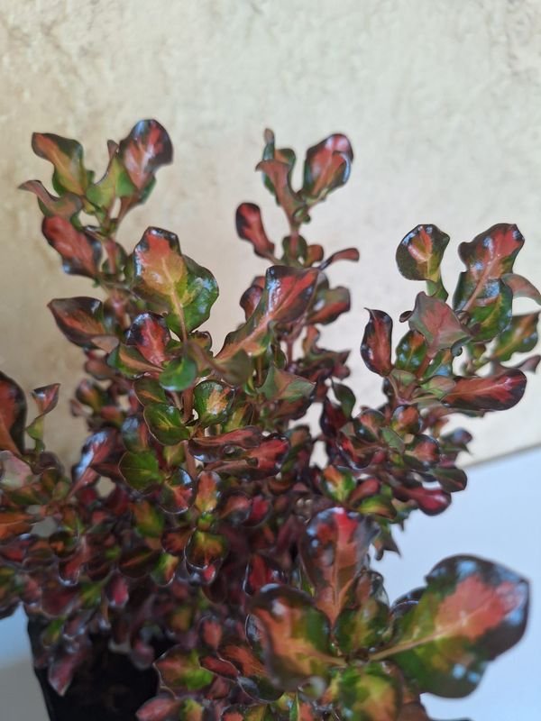 Item 870187 - Image 1