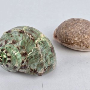 Lote de Piedras Naturales y Caracolas Marinas para Decoración - imagen 3