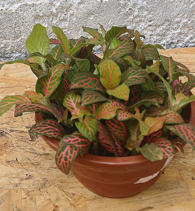 Fitonia planta con hojas variegadas - imagen 3