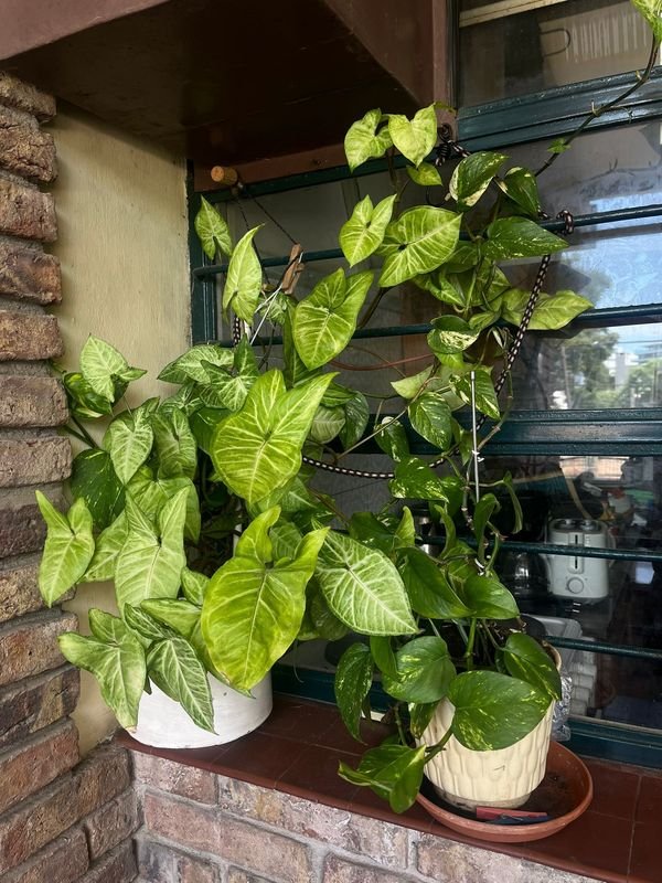 Item 867619 - Image 0