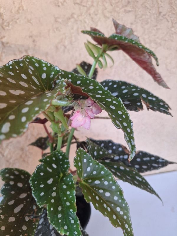 Item 870215 - Image 1