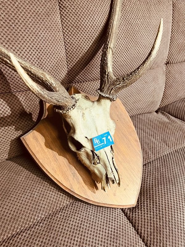 Item 846891 - Image 1