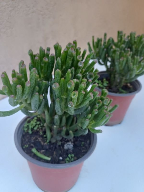 Item 894173 - Image 2