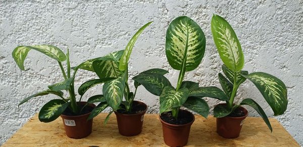 Plantas de Difenbachia de 50cm, excelente condición - imagen 3