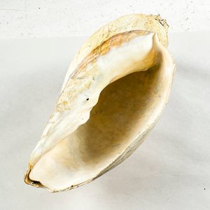 Caracol Marino Grande Blanco y Beige - 35 cm - imagen 3