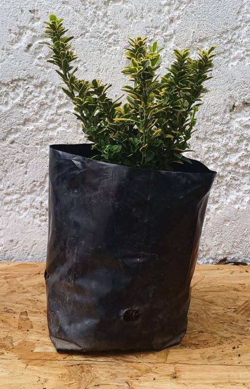 Planta en Maceta con Foliación Variegada - imagen 4