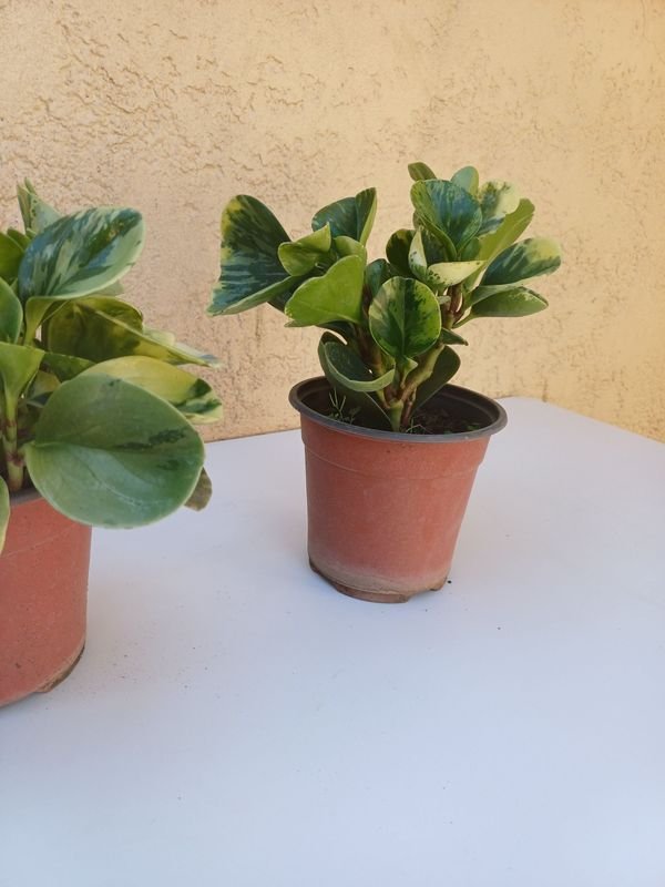 Peperomia en macetas - imagen 3