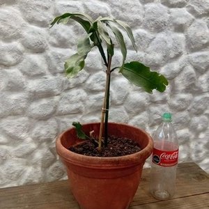 Planta Epiphyllum "Ilusión de Novia" en Maceta con Botella de 2 Litros - imagen 7