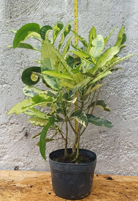 Planta de Croton en venta - imagen 2