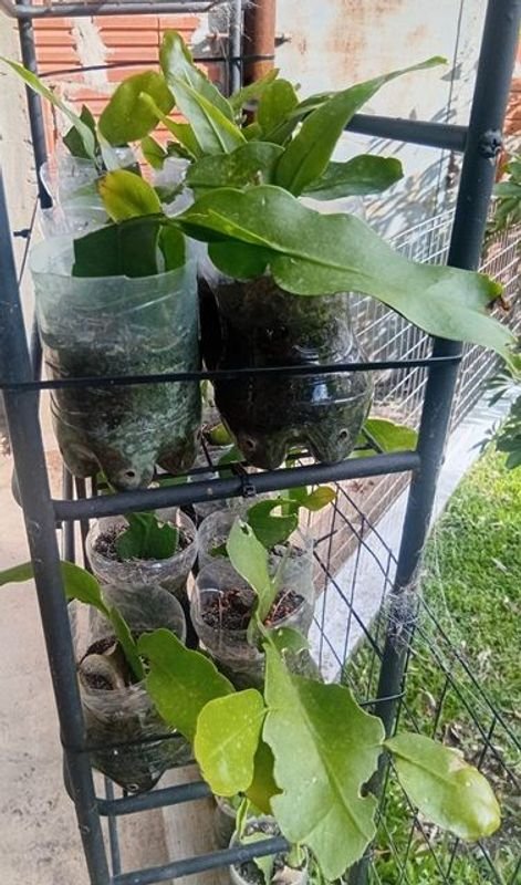 Lote siguiente: Cactus Ilusión de Novia o Reina de la Noche (Epiphyllum oxypetalum)