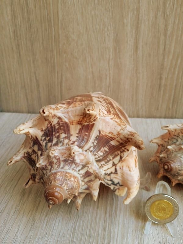 Item 884186 - Image 1