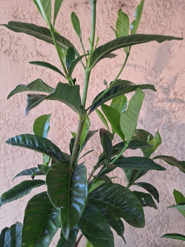 Item 870084 - Image 3