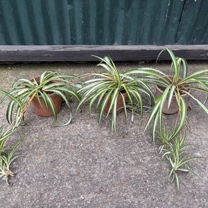Lote anterior: Lote de 3 Plantas Araña