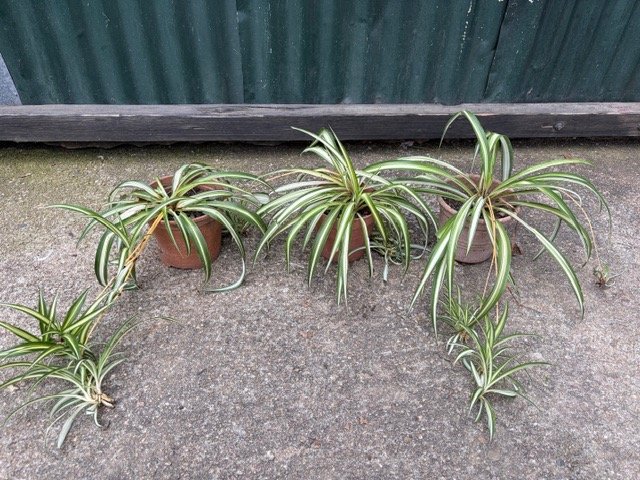 Lote de 3 Plantas Araña
