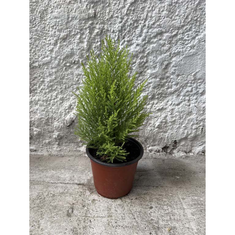 Item 2113593 - Image 0