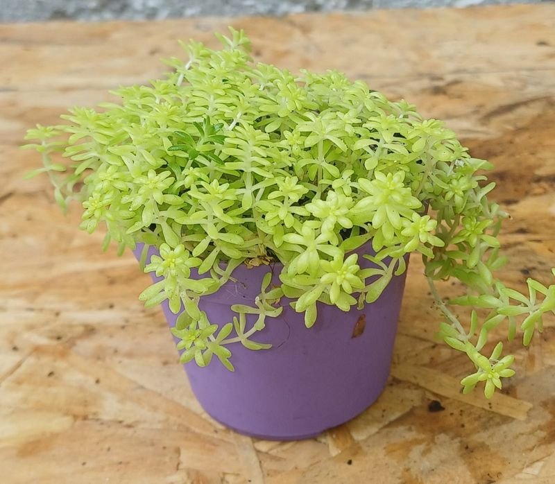 Item 929727 - Image 3