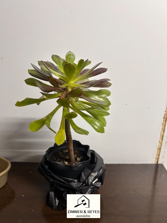 Planta Suculenta Decorativa en Maceta Negra