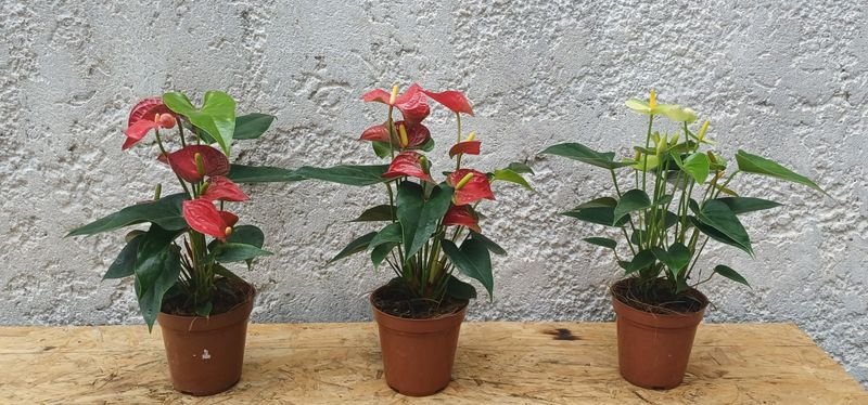 Item 929690 - Image 3