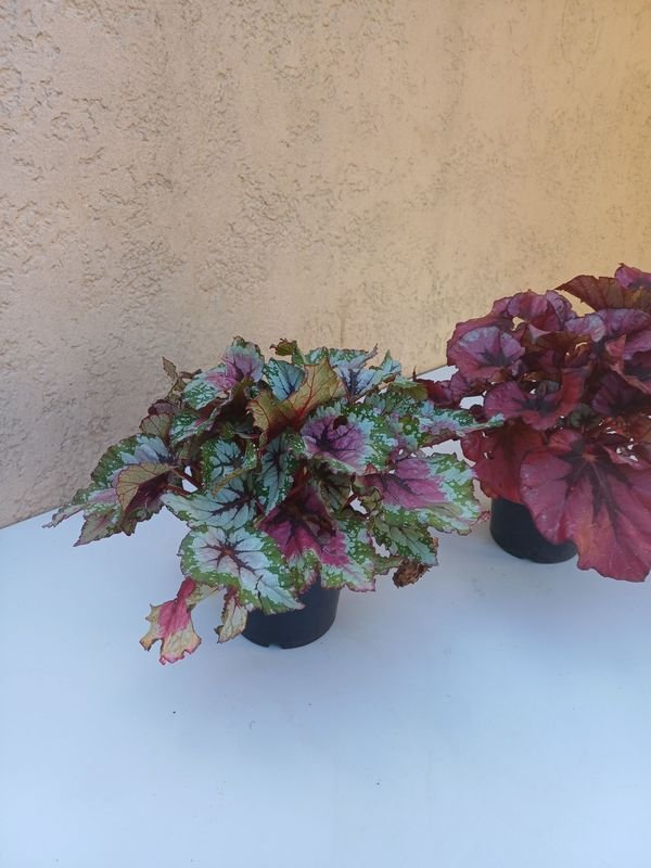 Begonias Rex en venta - Plantas exóticas y decorativas - imagen 7