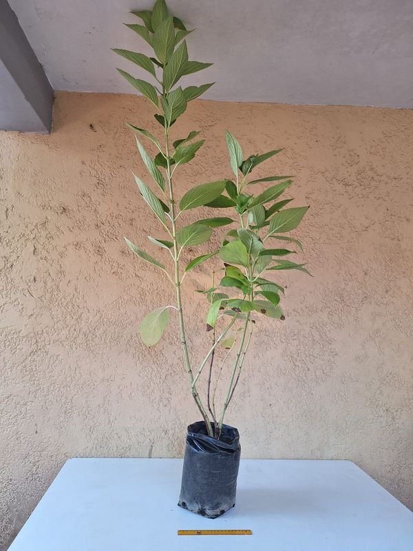 Item 870172 - Image 3