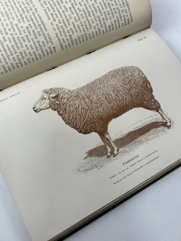Libro técnico sobre ganadería de ovejas, 1892, Paul Parey, Berlín - imagen 3