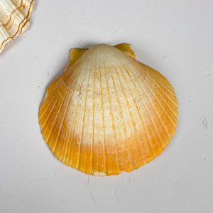 Diez coquillas diferentes dos tamaños - imagen 6