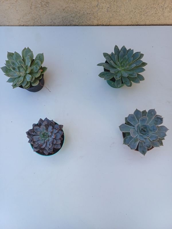 Item 894170 - Image 5