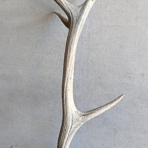 Guampa de Ciervo Grande - Decoración Rústica - imagen 4