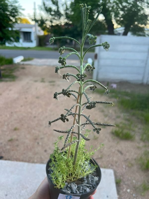 Planta Kalanchoe en un vaso negro