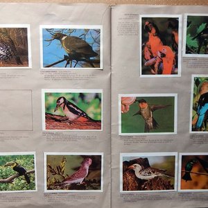 Álbum de Figuritas "Animales de Todo el Mundo" Mosca Hnos. Incompleto con 145 Figuritas - imagen 4