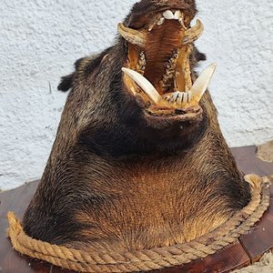 Cabeza de Jabalí Taxidermizada con Colmillos sobre Placa de Madera - imagen 16