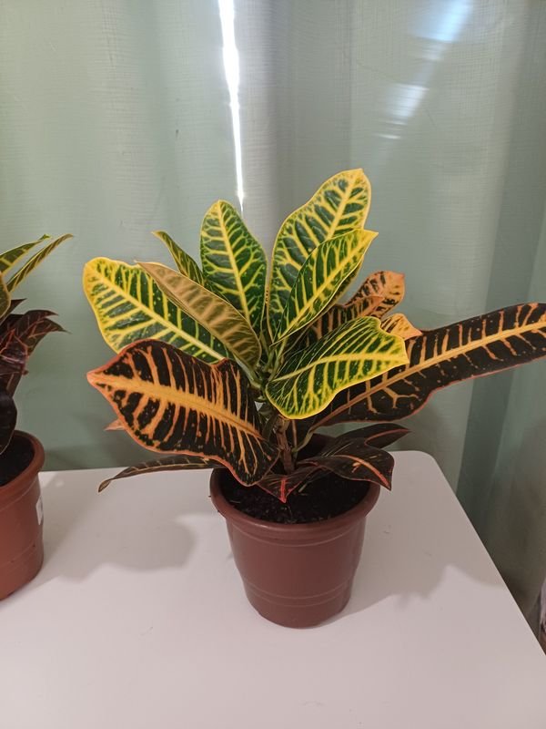 Item 852637 - Image 0