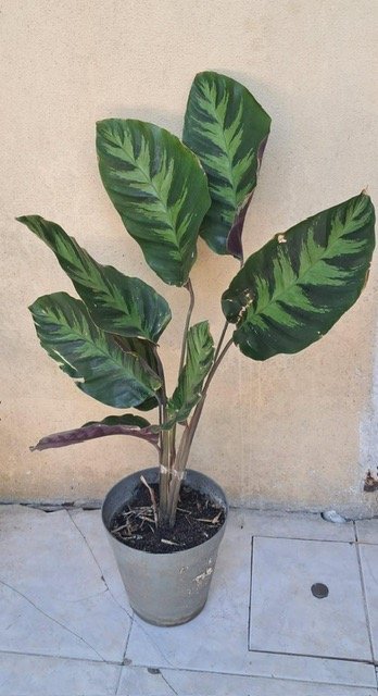 Item 27463 - Image 0