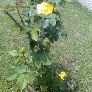 Rosal de Pie con Flor Amarilla y Botones - Maceta 2 Litros - imagen 7