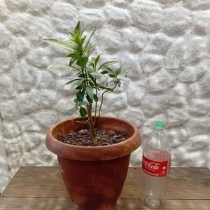 Planta Dama de la Noche en Maceta con Envase de 2 Litros - imagen 7