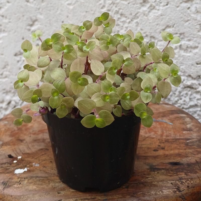 Item 929855 - Image 0