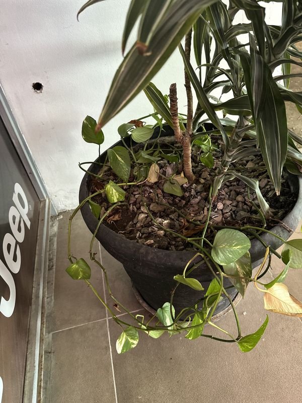 Maceta con planta Darcena 1 - Venta en línea - imagen 4
