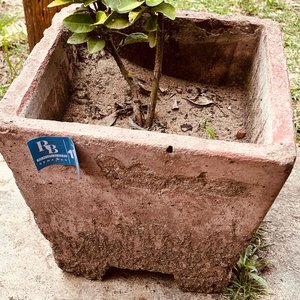 Planta en Maceta de Hormigón Cuadrada - imagen 3