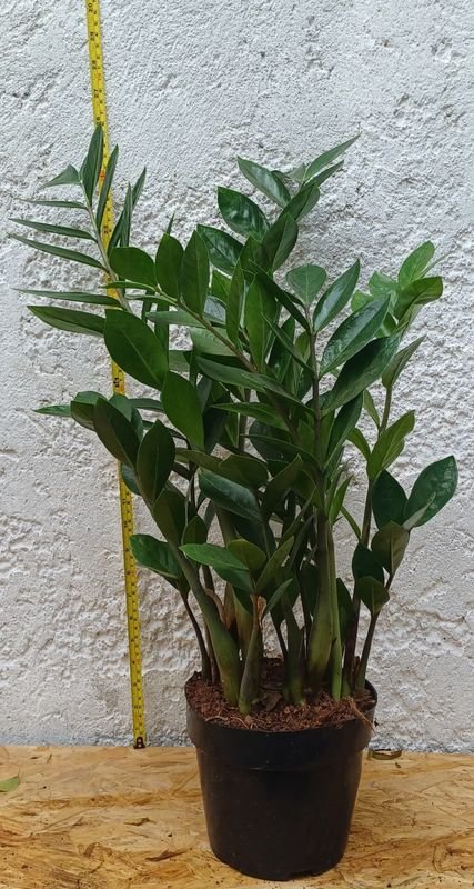 Zamioculcas de 70cm de altura, planta en excelente condición - imagen 3