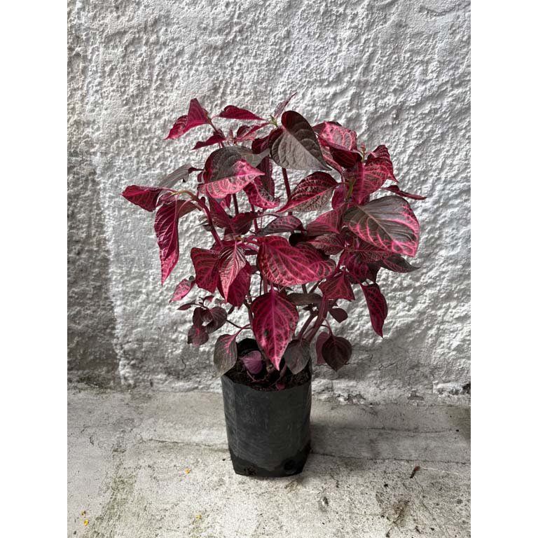 Item 2113555 - Image 0