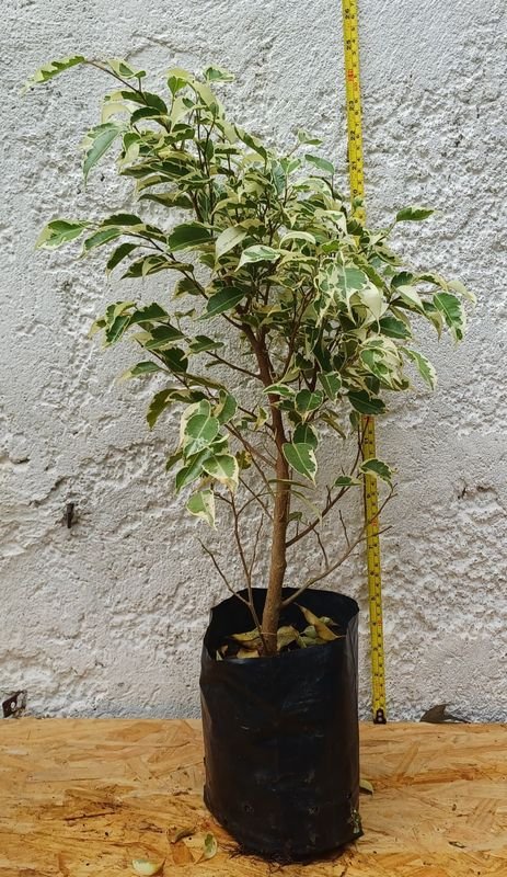 Planta de Ficus de 60cm de altura - imagen 4
