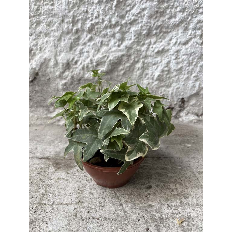 Item 2113586 - Image 0