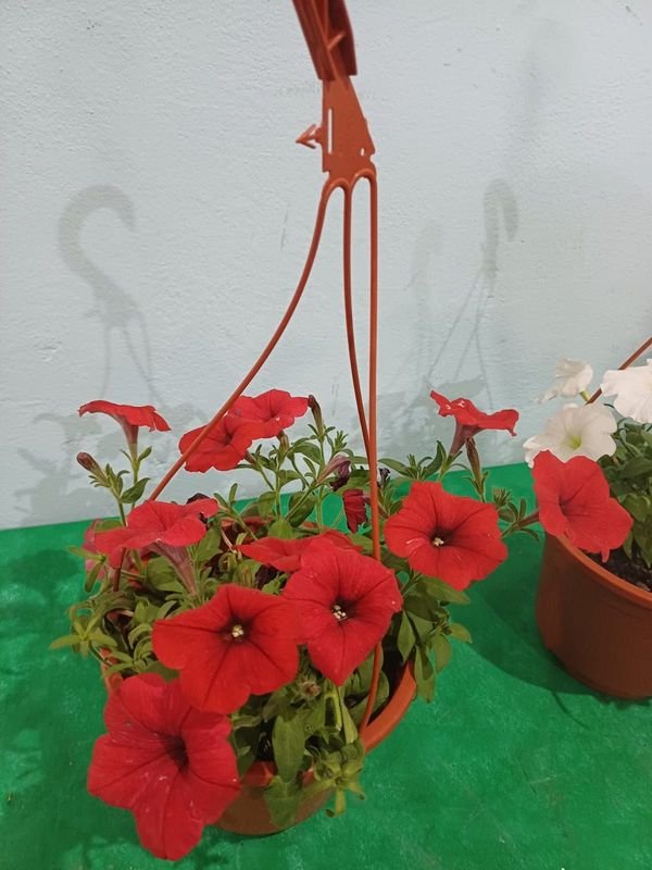 Item 848678 - Image 2