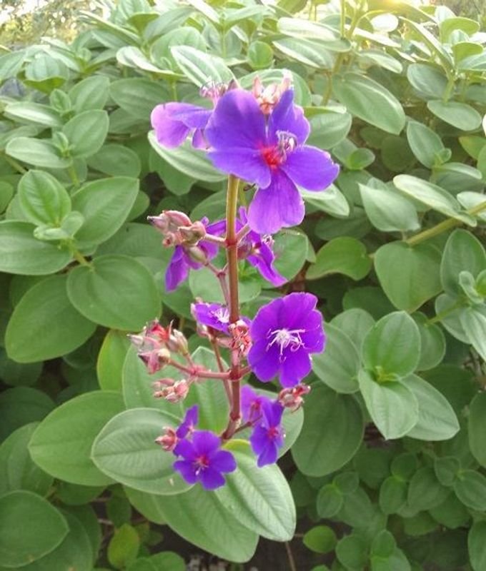 Tibouchina Heteromalla - Plantas en Pots - imagen 6