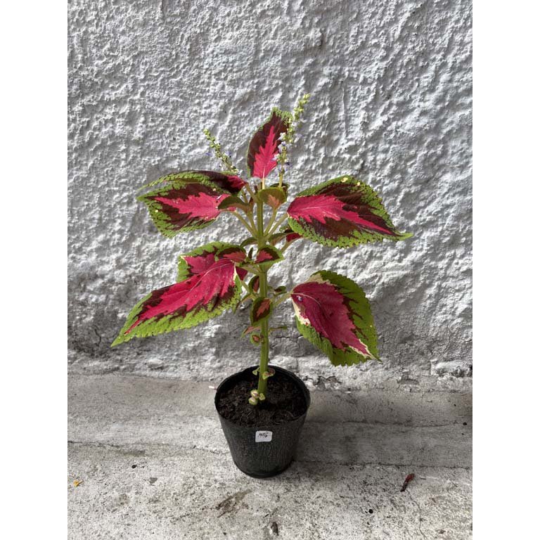 Item 2113562 - Image 0