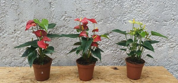 Planta de Anthurio en Maceta - imagen 4